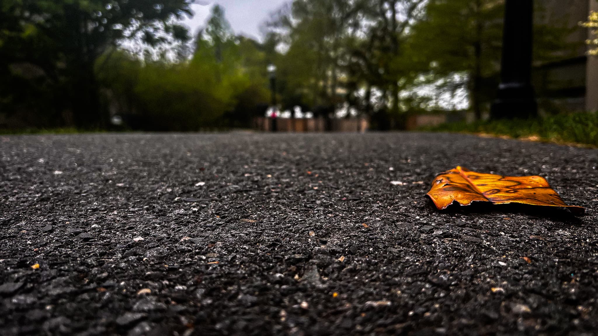 Orange leaf on wet pavement with a blurred campus walkway behind it