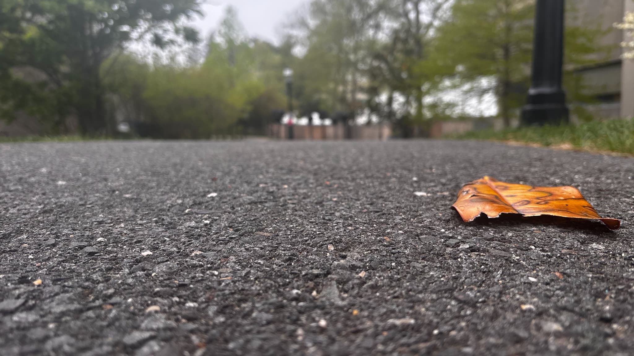 Unedited Orange leaf on wet pavement with a blurred campus walkway behind it